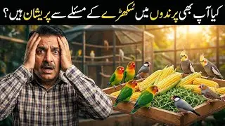 Birds Looking Stunted? Are You Making These Costly Mistakes? Corn & Lucerne Benefits