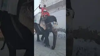 Elephant ride #elephantride #ytshorts #shorts #punjabhome