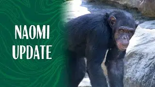 An update on Naomi the Chimpanzee's Wildlife Hospital Visit