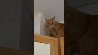❤️Кот Артём❤️