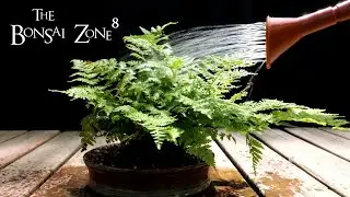 My Lemon Tree, Cashew Seeds and a Fern, The Bonsai Zone, June 2021