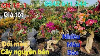 Nhay 18_1_2026 đổi màu nguyên bản cây nhiều màu giá tốt ☎️0842 611 244. CTMT 