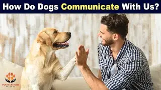 10 Ways Dogs Communicate With Us