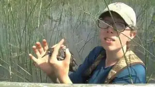 Black Tern Research Field Trip in Michigan