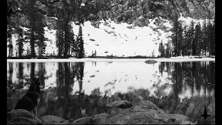 LYNCHINI Timber Wolf Black and White