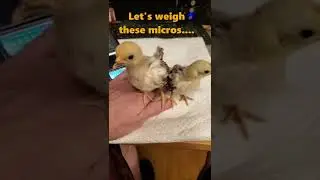 🐤Micro Cluckers Weigh-In at 2 weeks - Cute Serama Chicks 🐤