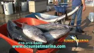 Sunset Marina - 