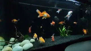 Goldfish and Oranda in an aquarium / relaxing music