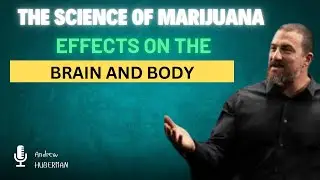 How Marijuana Affects the Brain & Body l by ANDREW HUBERMAN