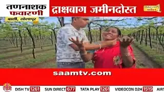 बार्शीत द्राक्षबागेमध्ये तणनाशक फवारल्याने लाखोंचे नुकसान | Barshi Grape Damage