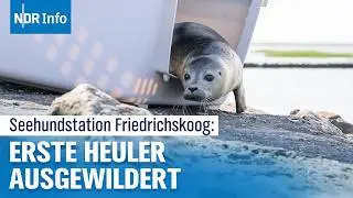 Seehundstation Friedrichskoog: Erste Seehunde in der Nordsee ausgewildert | NDR Info