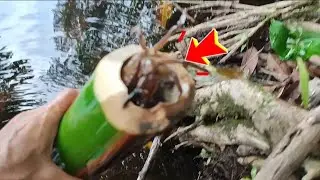 CARI KEPITING SUNGAI DENGAN CARA RAMAH LINGKUNGAN 🌳AYO GO🌳 GREEN