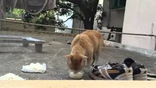Clydo drinking milk