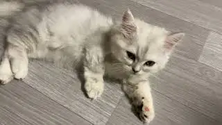 Mochi love cleaning #shorts  #funnypets #cat #dog #pet #funny #lovely #寵物 #可愛 #貓 #狗 #萌寵