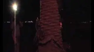 A Tower of Possums Catani Gardens film by Sheila FEB 2009