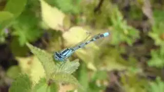 Blue Damselfly - Sloe Bug - Glermey - Meyjarfluga -  Skort&iacute;ta -  Bj&ouml;llur - Skord&yacute;r