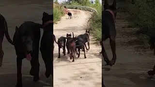 To create a miracle dog is an act of charity 17