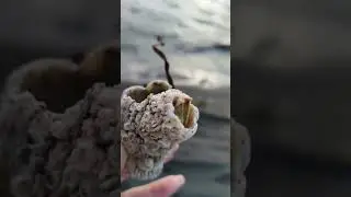 Балянусы.Камчатка.Пляж.Barnacle.Balanus.Kamchatka biodiversity.