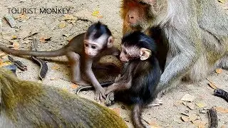 Very adorable newborn monkey, Newborn Polino Maci and Maddix are best friends