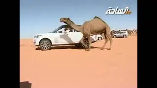 منقية ابن ظبية اداء جفران المري