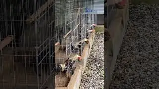 VISIT GAME FARM TATARO  | SUBSCRIBE | #gamefowl #gamefowls #breeder #shorts #short