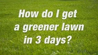 How to Get a Green Lawn Fast | Scotts Miracle-Gro Canada