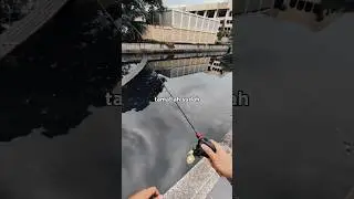 Cantik bunyinya 🤣🤣 #Dainamofishing #Dcstarfall #sougayilang #fishing #casting #viral