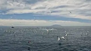 Fish 'n Dips Charters - Workup / Frenzy Madness Magnet 101