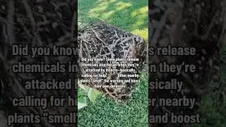 Wow plants have there own 🦇 signal #plantmanifesto #plantsoftiktok #roots #plantsoftiktok
