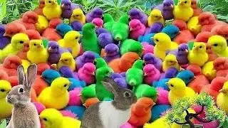 ayam pelangi,ayam warna warni terbaru,ayam raibow warna warni,kelinci lucu