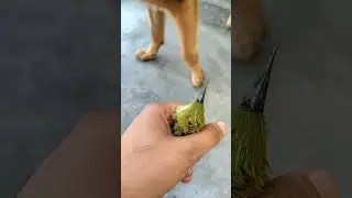 Real Tom and Jerry (Dog and bird) ||🐕🐦 meeting for first time|| #youtubevideo #doglover#tomandjerry