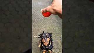 Dog Eating a Tomato 🍅 #rottweiler #asmr #shorts #tomato