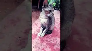 Cute Cat 🐈 #meowmeowsong #billikartimeowmeow #automobile #lankan #musicgenre #food #ceylon #music