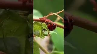 Ladybug crawling on a vine