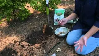 It's Time to Plan for Bulbs