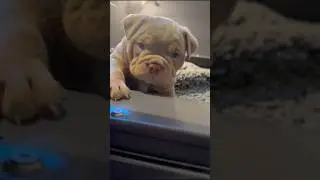 So cute puppy learning how to bark 🐶 wait for the growl 😈 #shorts #puppybarking #bulldog #bulldog