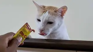 Beautiful guest Cat Lala's 7th stay moments ❤️  #catvideos #whitecat 