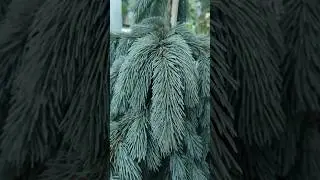 вышел  обзор на Ель Энгельмана Глаука (Picea engelmani Glauca)