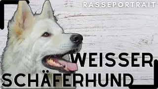 Weißer Schweizer Schäferhund - Ursprung, Wesen & Haltung