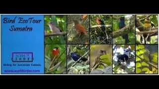 Endemic Bird in Sumatra