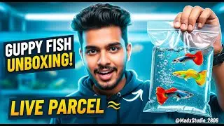 Guppy Fish Parcel Opening | Rare Guppies Unboxing & First Look | Guppy Care Tips for Beginners