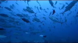 Plong&eacute;e Tahiti - Mokarran diving 2024