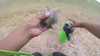 Bluegill Catch and Cook with Gulp Maggots