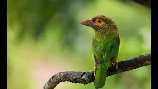 The brown-headed barbet (Psilopogon zeylanicus) is an Asian barbet  #barbet