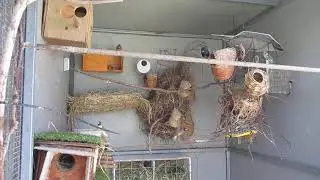 Interesting choice Watch Closely Finches & Waxbills checking out nest.