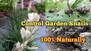 Control garden snails by naturally | Easy way to control snails🐌🐌|How to get rid of snails