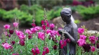 Blooming Tulips & Daffodils Spring Bulb Garden Tour//The Graceful Gardener