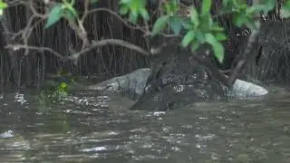 Massive Saltwater Crocodile EATING another crocodile!