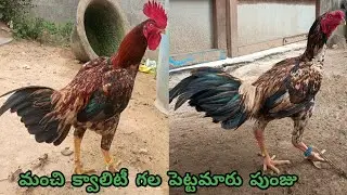 Mettavatam & Reza Mix||Top Quality Pettamaru Punju||8074334157||తూర్పు పుంజు అమ్మబడును||#StarAseelTV