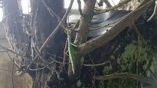 Stick insects, which are not native to the UK, but  have established thriving colonies in Cornwall
